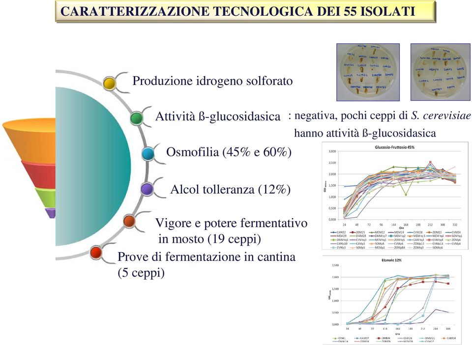 tolleranza (12%) Vigore e potere fermentativo