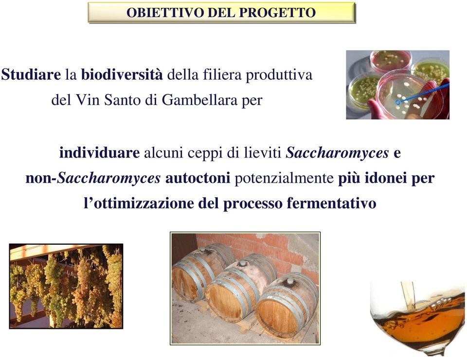 ceppi di lieviti Saccharomyces e non-saccharomyces autoctoni