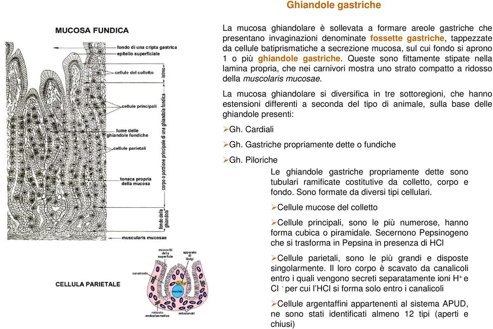 La mucosa ghiandolare si diversifica in tre sottoregioni, che hanno estensioni differenti a seconda del tipo di animale, sulla base delle ghiandole presenti: Gh. Cardiali Gh.