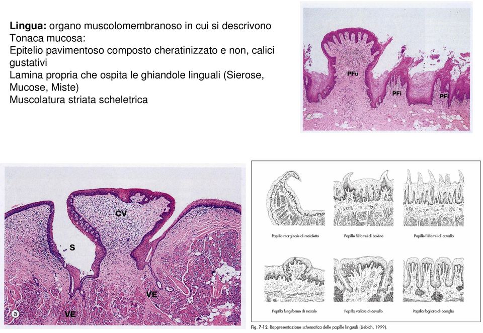 calici gustativi Lamina propria che ospita le ghiandole