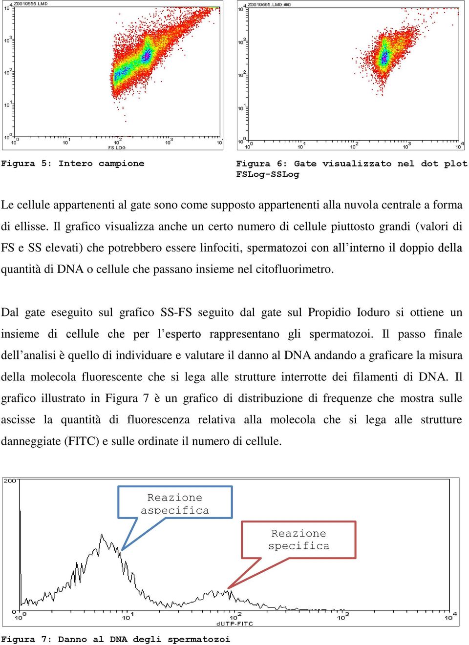 cellule che passano insieme nel citofluorimetro.