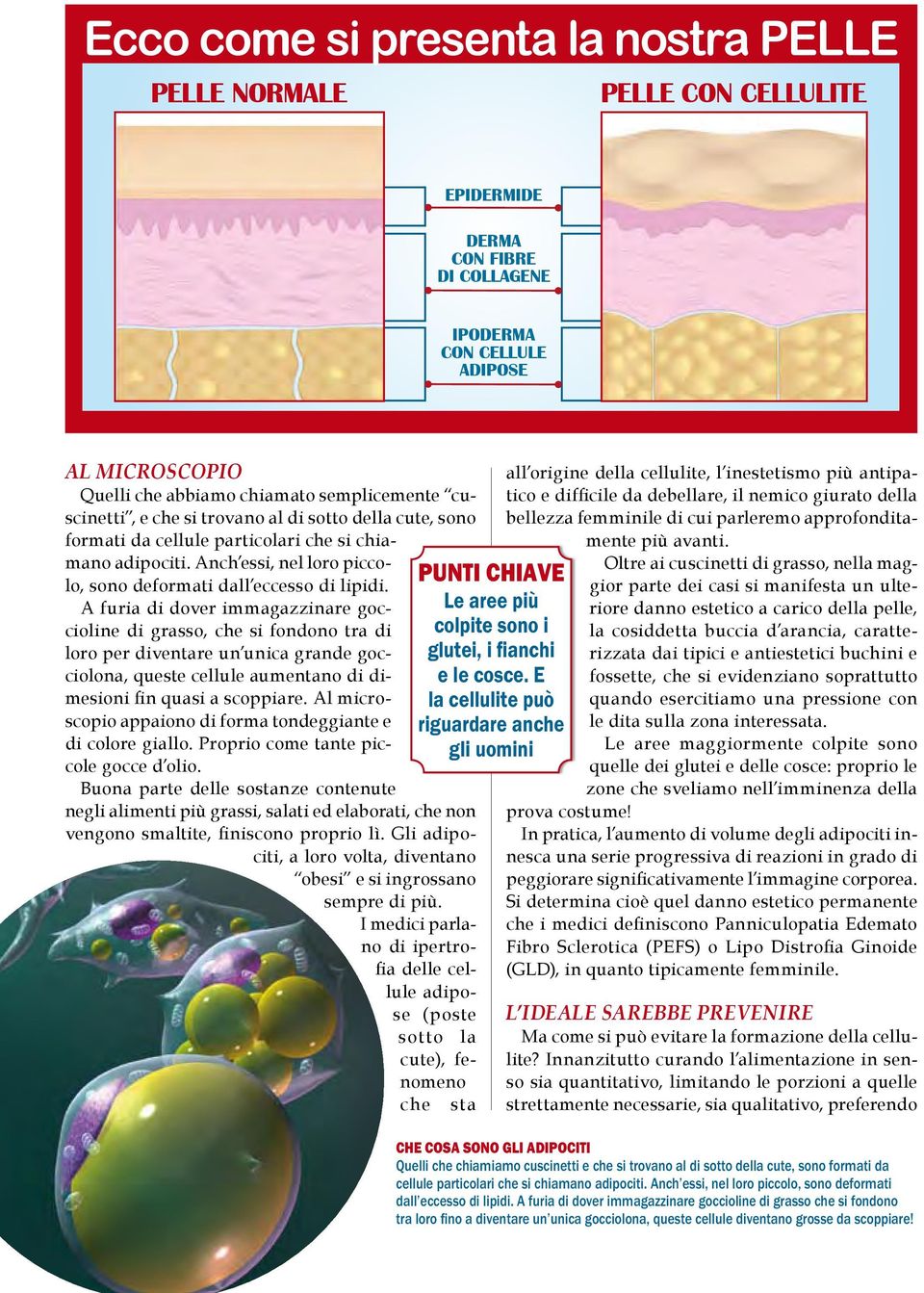 E la cellulite può riguardare anche gli uomini AL MICROSCOPIO Quelli che abbiamo chiamato semplicemente cuscinetti, e che si trovano al di sotto della cute, sono formati da cellule particolari che si