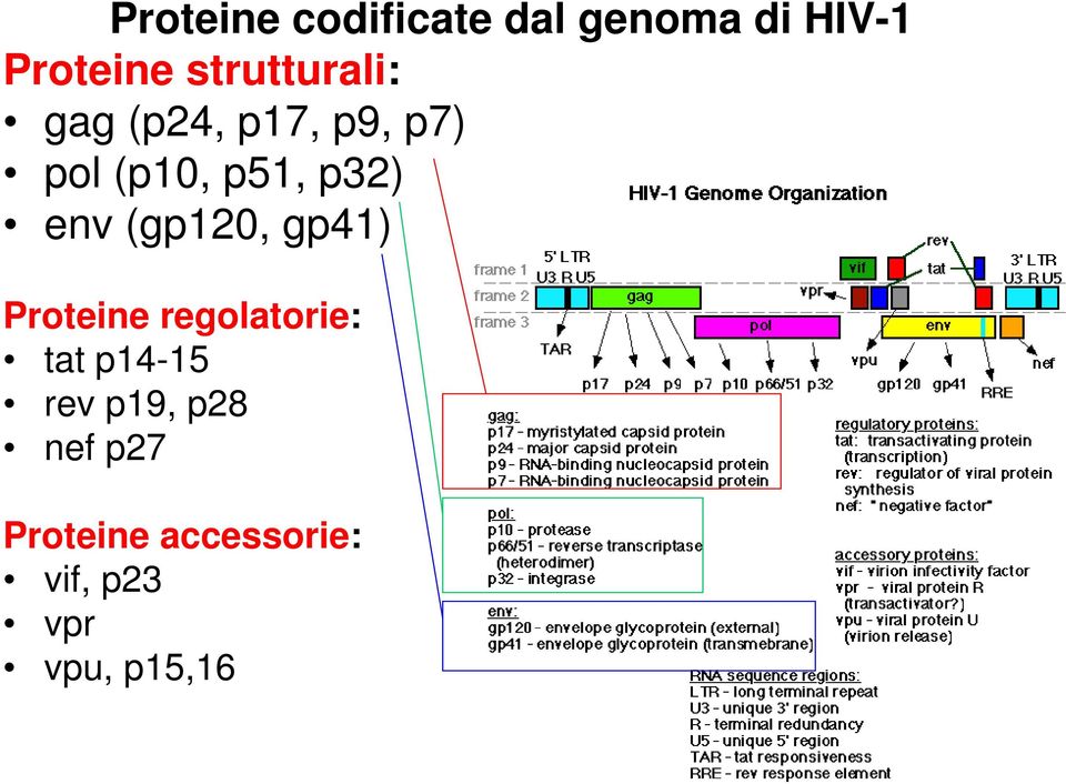 env (gp120, gp41) Proteine regolatorie: tat p14-15 rev