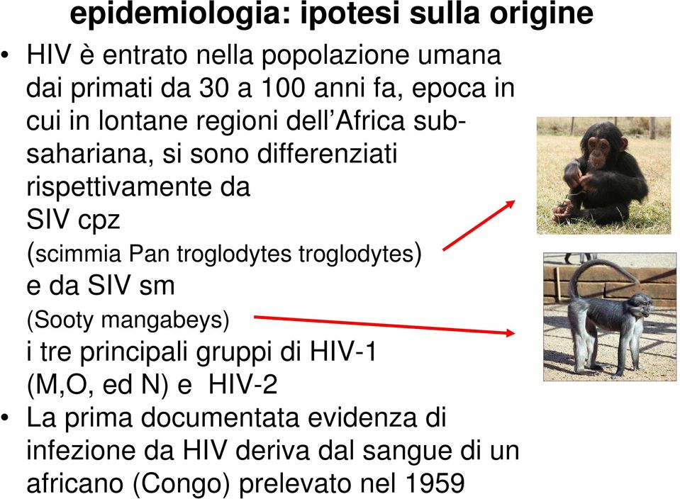 (scimmia Pan troglodytes troglodytes) e da SIV sm (Sooty mangabeys) i tre principali gruppi di HIV-1 (M,O, ed