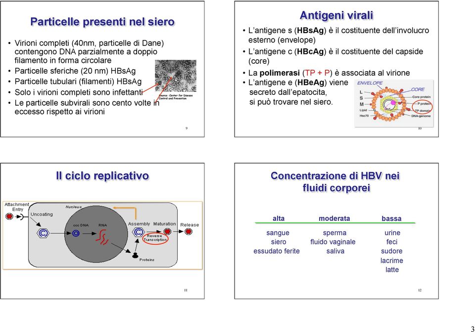 antigene s (HBsAg) è il costituente dell involucro esterno (envelope) L antigene c (HBcAg) è il costituente del capside (core) La polimerasi (TP + P) è associata al virione L antigene e (HBeAg) viene