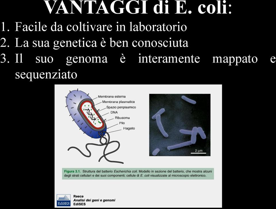 La sua genetica è ben conosciuta 3.