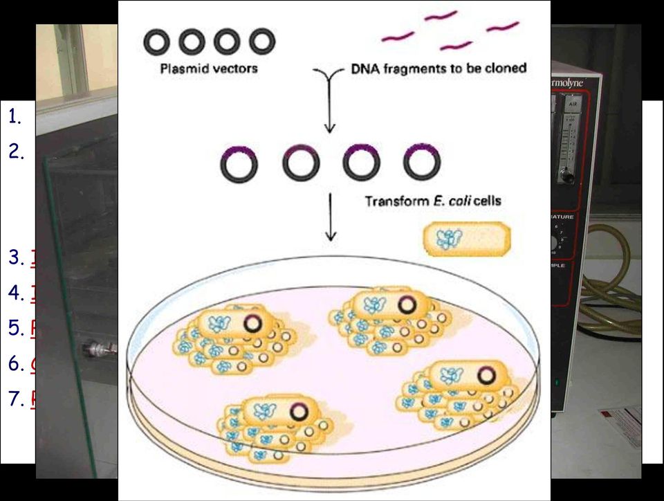 Preparazione del DNA da clonare purificazione creazione delle estremità coesiva 3.