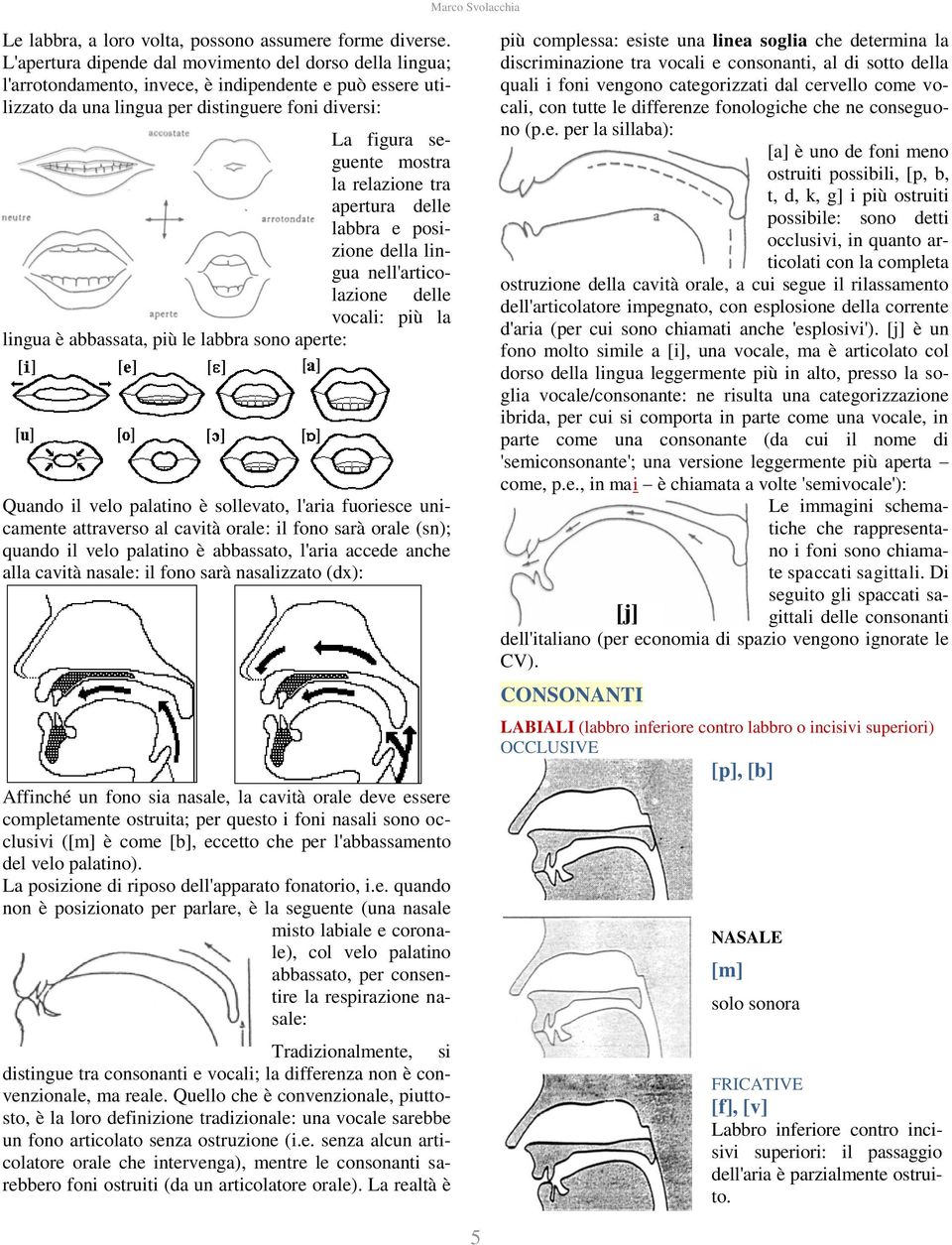 relazione tra apertura delle labbra e posizione della lingua nell'articolazione delle vocali: più la lingua è abbassata, più le labbra sono aperte: Quando il velo palatino è sollevato, l'aria