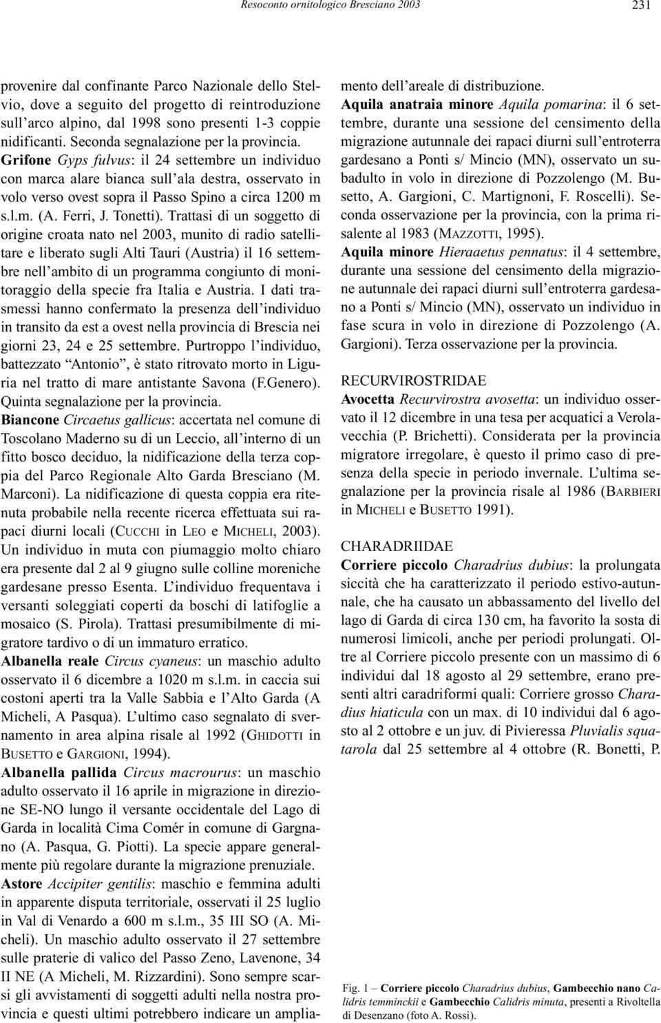 Grifone Gyps fulvus: il 24 settembre un individuo con marca alare bianca sull ala destra, osservato in volo verso ovest sopra il Passo Spino a circa 1200 m s.l.m. (A. Ferri, J. Tonetti).