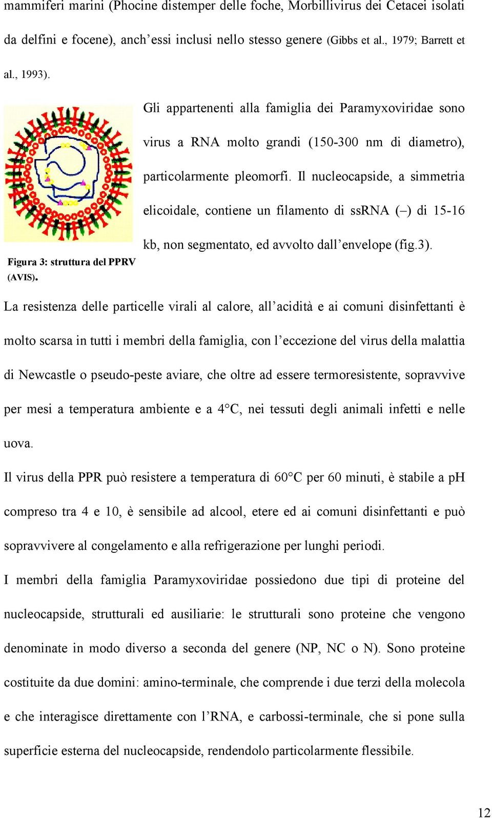 Il nucleocapside, a simmetria elicoidale, contiene un filamento di ssrna ( ) di 15-16 Figura 3: struttura del PPRV (AVIS). kb, non segmentato, ed avvolto dall envelope (fig.3).