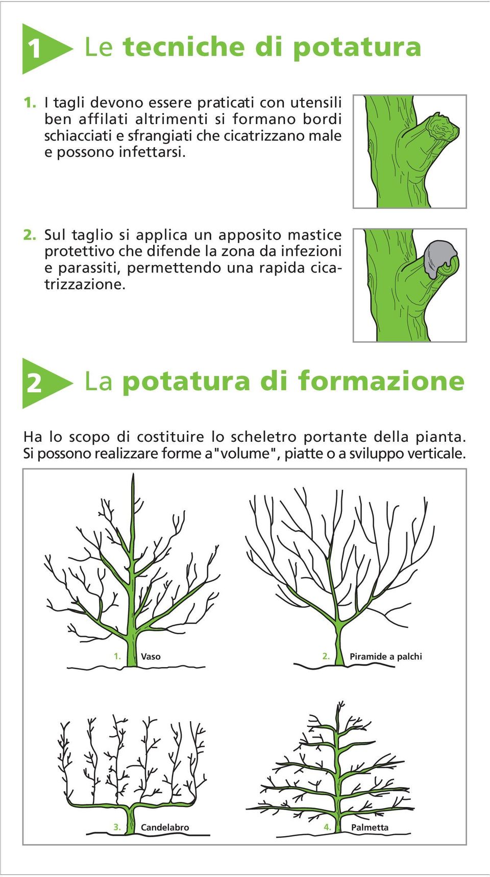 possono infettarsi. 2.