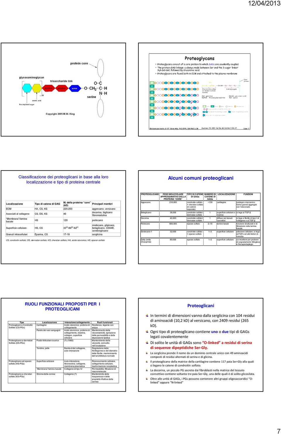 [a] -60 [b] -92 [c] sindecano, glipicano, betaglicano, CD44E, cerebroglicano Granuli intracellulari Eparina, CS 17-19 serglicina CS, condroitin solfato; DS, dermatan solfato; KS, cheratan solfato;