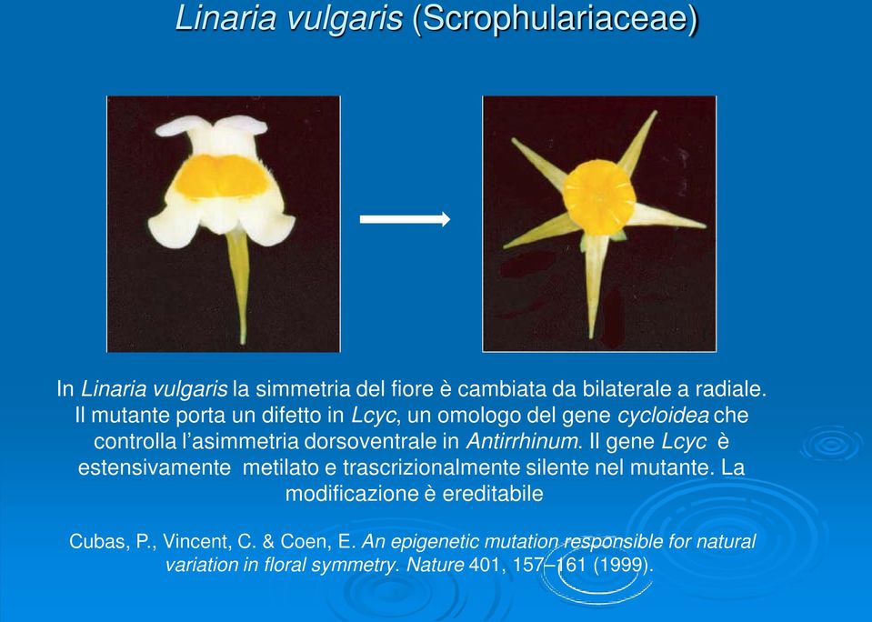 Il gene Lcyc è estensivamente metilato e trascrizionalmente silente nel mutante. La modificazione è ereditabile Cubas, P.