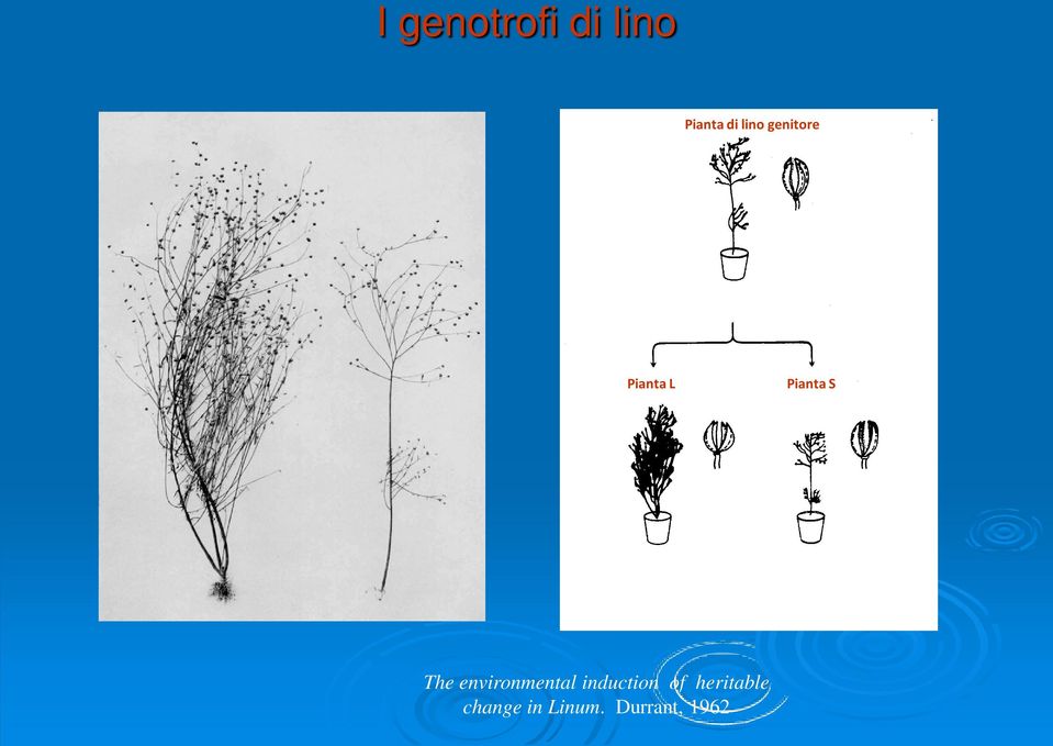 Frutto con capsula liscia DNA aumentato del 10% rdna normale DNA diminuito del 6% rdna moto diminuito