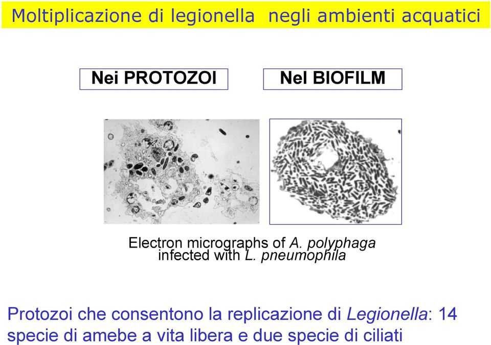 polyphaga infected with L.