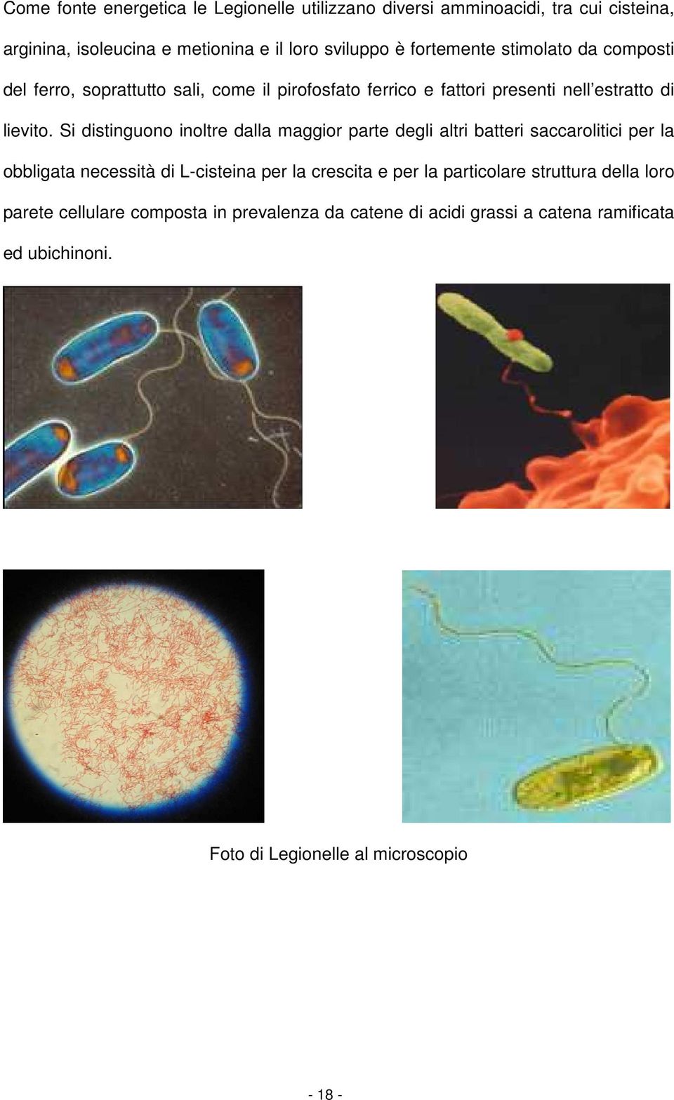 Si distinguono inoltre dalla maggior parte degli altri batteri saccarolitici per la obbligata necessità di L-cisteina per la crescita e per la