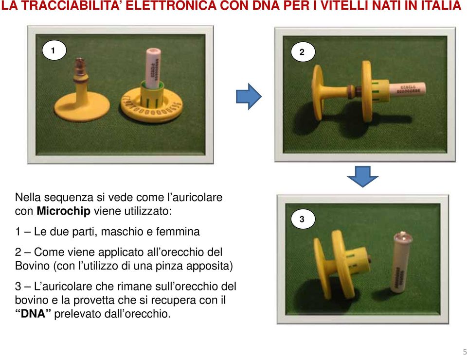 viene applicato all orecchio del Bovino (con l utilizzo di una pinza apposita) 3 L auricolare