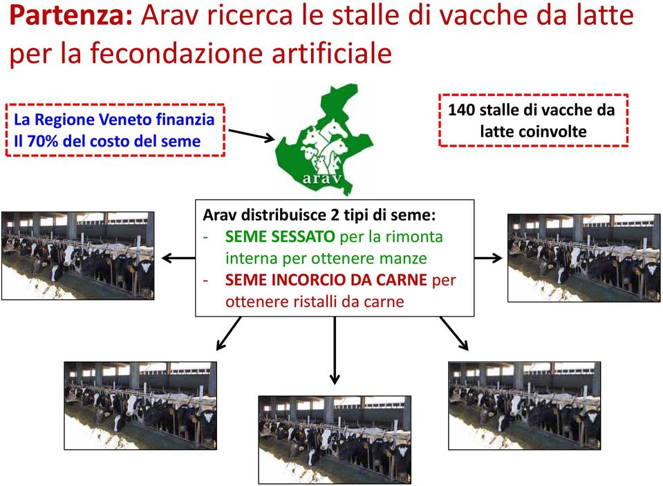 vacche da latte coinvolte Arav distribuisce 2 tipi di seme: SEME SESSATO per la