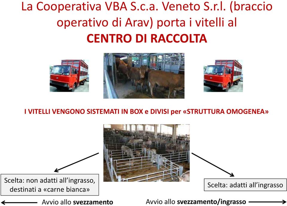 VENGONO SISTEMATI IN BOX e DIVISI per «STRUTTURA OMOGENEA» Scelta: non adatti