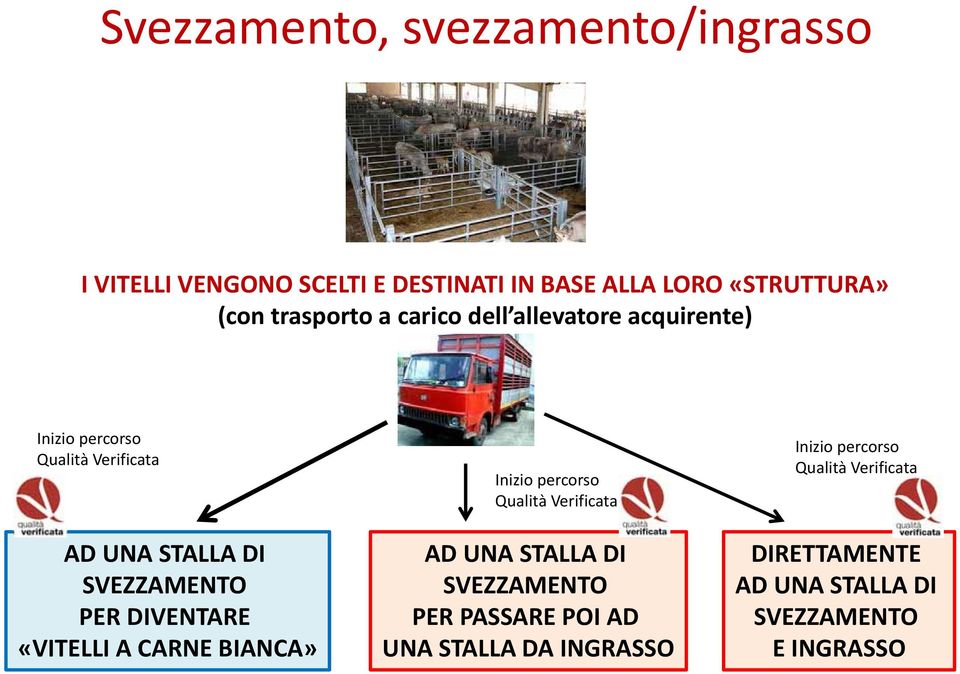 PER DIVENTARE «VITELLI A CARNE BIANCA» Inizio percorso Qualità Verificata AD UNA STALLA DI SVEZZAMENTO PER