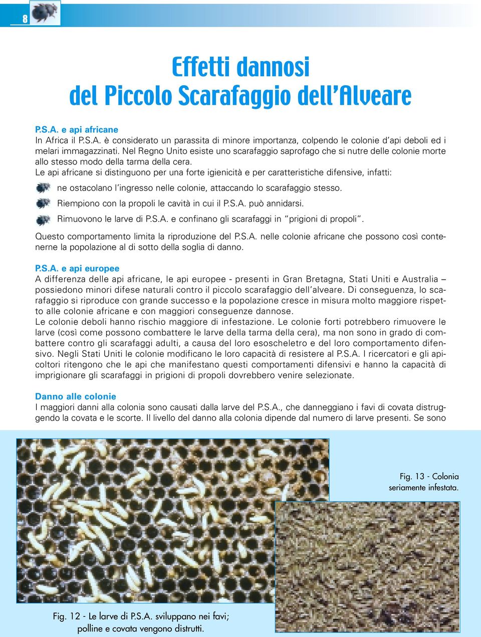 Le api africane si distinguono per una forte igienicità e per caratteristiche difensive, infatti: ne ostacolano l ingresso nelle colonie, attaccando lo scarafaggio stesso.