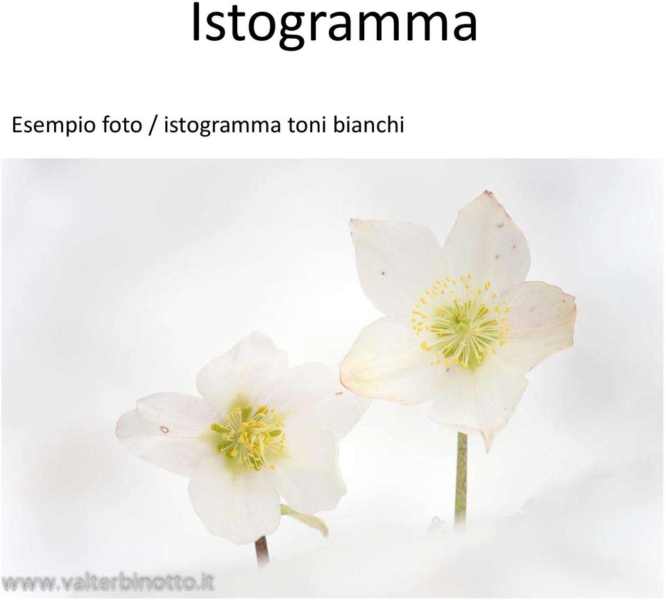 / istogramma