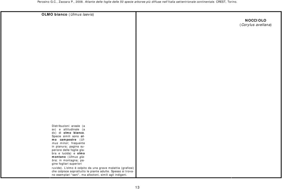 olmo montano (Ulmus glabra; in montagna; pagine fogliari superiori ruvide).