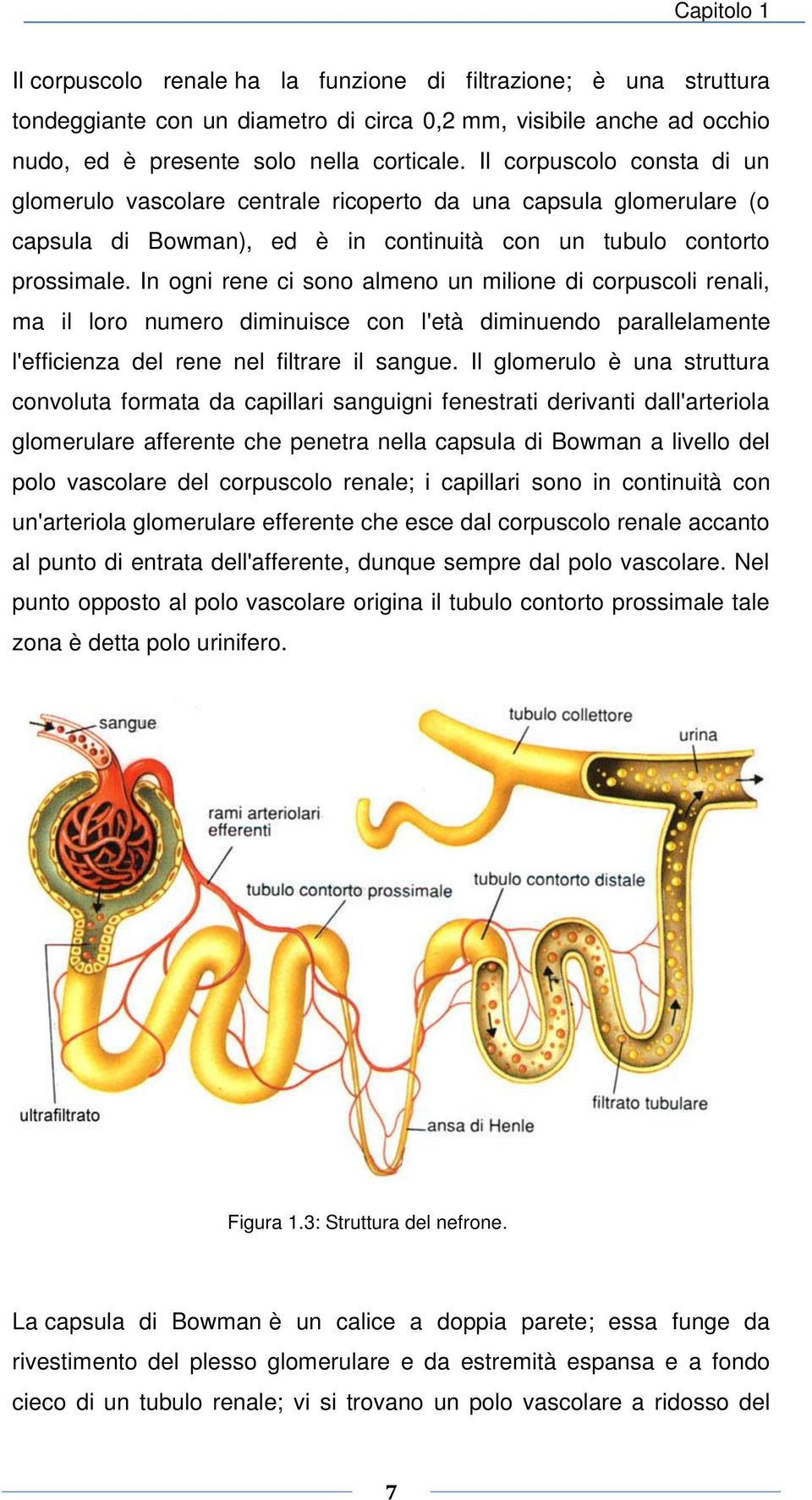 In ogni rene ci sono almeno un milione di corpuscoli renali, ma il loro numero diminuisce con l'età diminuendo parallelamente l'efficienza del rene nel filtrare il sangue.