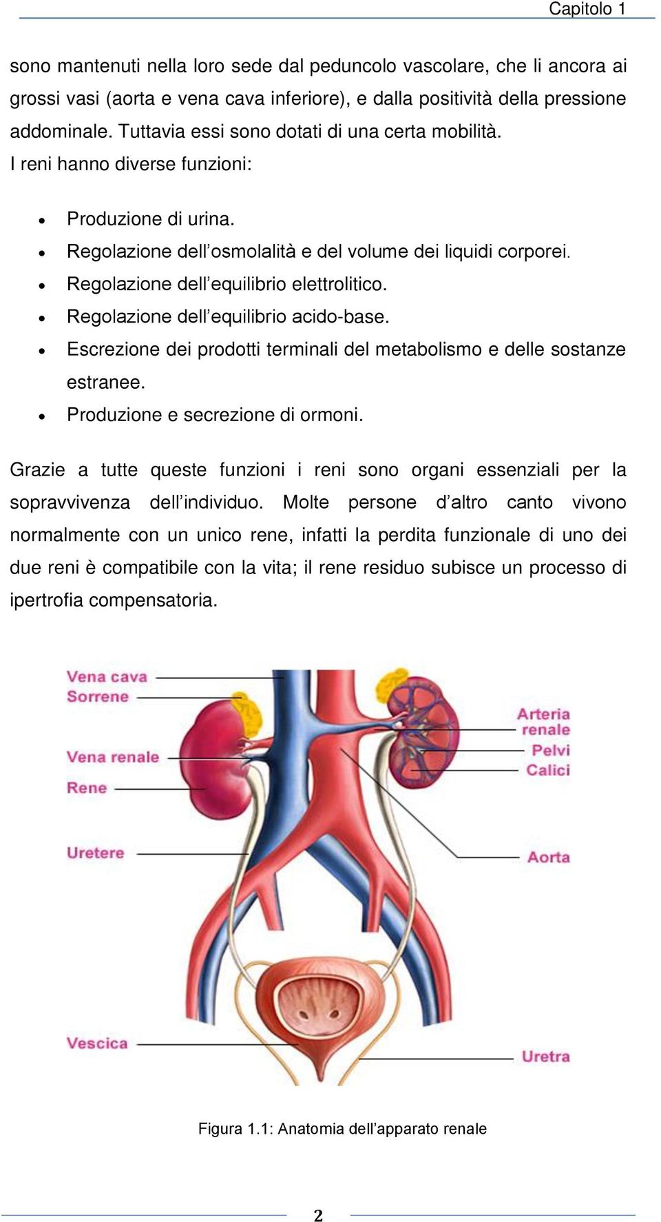 Regolazione dell equilibrio elettrolitico. Regolazione dell equilibrio acido-base. Escrezione dei prodotti terminali del metabolismo e delle sostanze estranee. Produzione e secrezione di ormoni.