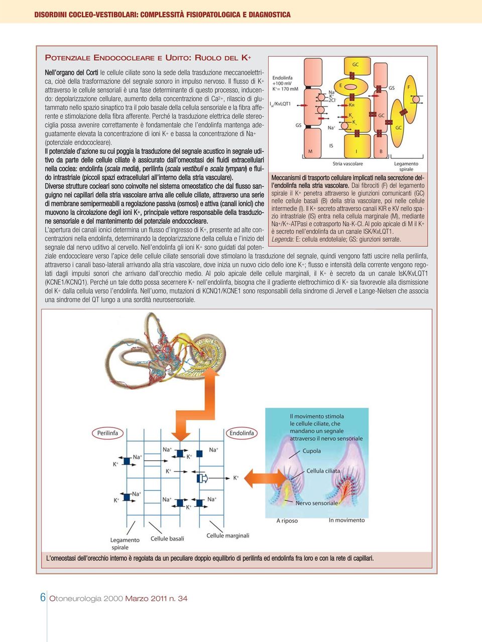 Il flusso di K + attraverso le cellule sensoriali è una fase determinante di questo processo, inducendo: depolarizzazione cellulare, aumento della concentrazione di Ca 2+, rilascio di glutammato