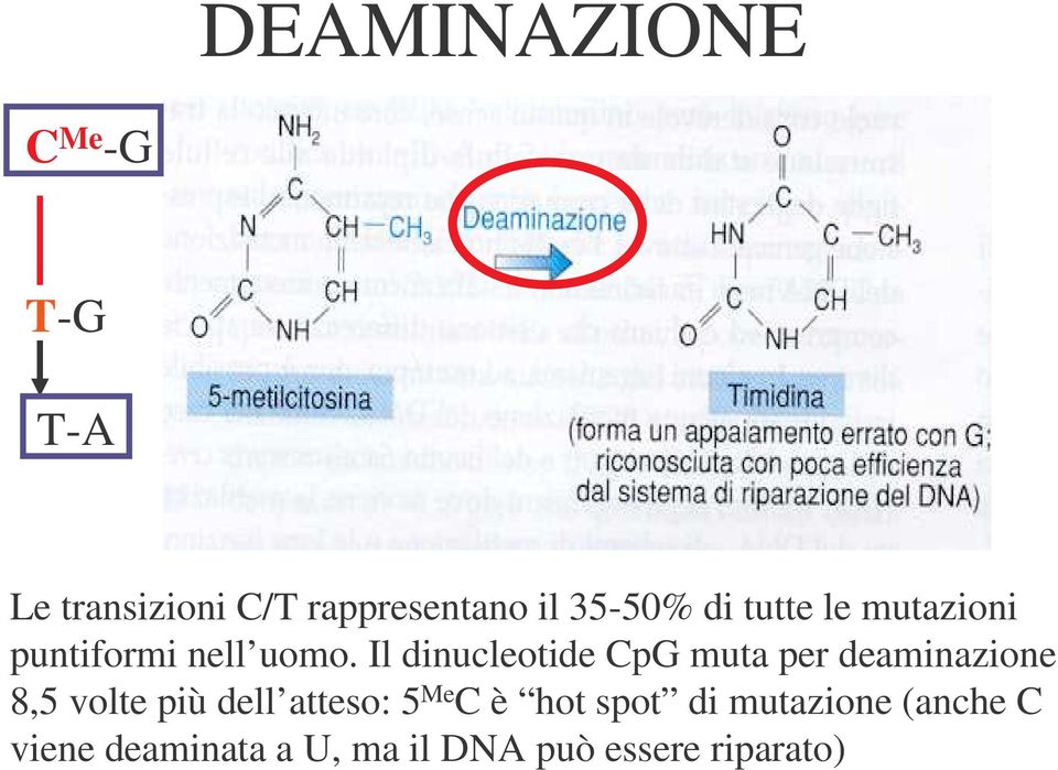 Il dinucleotide CpG muta per deaminazione 8,5 volte più dell atteso: