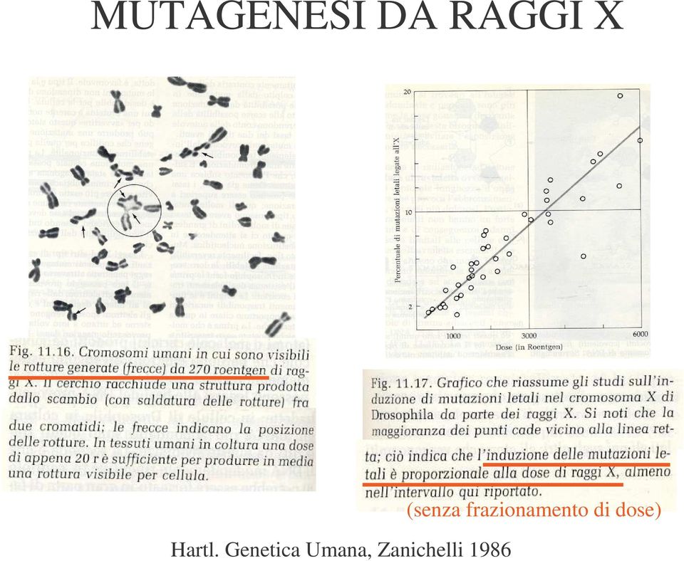 Genetica Umana,