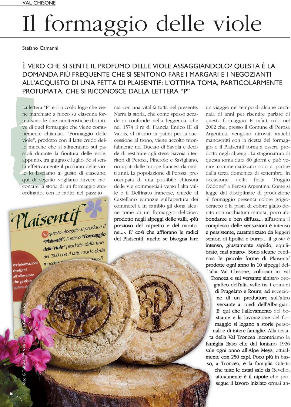 La lettera P e il piccolo logo che viene marchiato a fuoco su ciascuna forma sono le due caratteristiche distintive di quel formaggio che viene comunemente chiamato Formaggio delle viole, prodotto