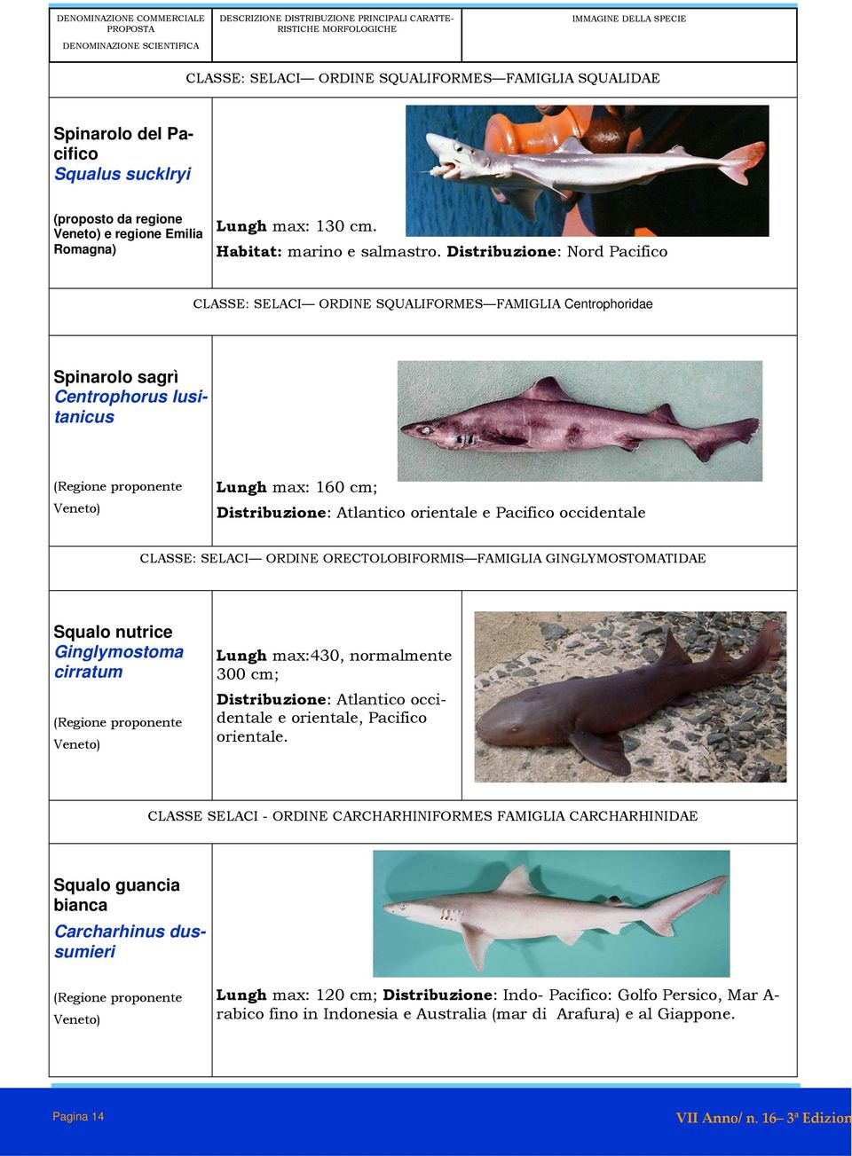 occidentale CLASSE: SELACI ORDINE ORECTOLOBIFORMIS FAMIGLIA GINGLYMOSTOMATIDAE Squalo nutrice Ginglymostoma cirratum Lungh max:430, normalmente 300 cm; Distribuzione: Atlantico occidentale e