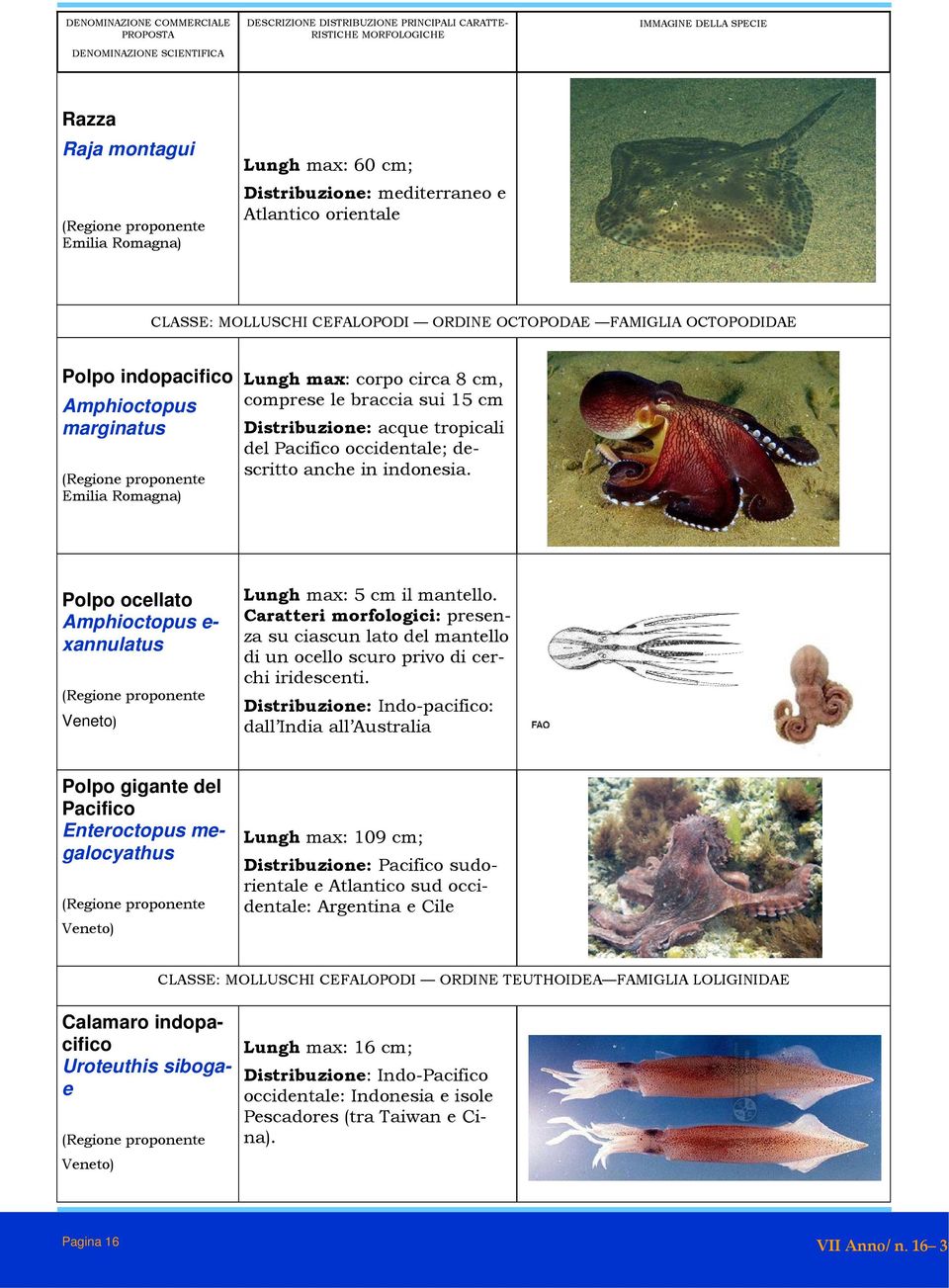 Polpo ocellato Amphioctopus e- xannulatus Lungh max: 5 cm il mantello. Caratteri morfologici: presenza su ciascun lato del mantello di un ocello scuro privo di cerchi iridescenti.