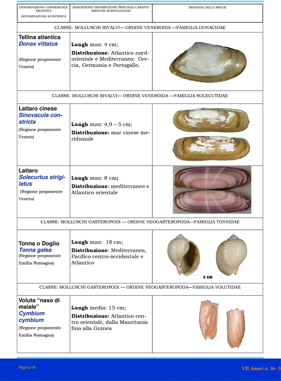 max: 8 cm; Distribuzione: mediterraneo e Atlantico orientale CLASSE: MOLLUSCHI GASTEROPODI ORDINE NEOGASTEROPODA FAMIGLIA TONNIDAE Tonna o Doglio Tonna galea Lungh max: 18 cm; Distribuzione: