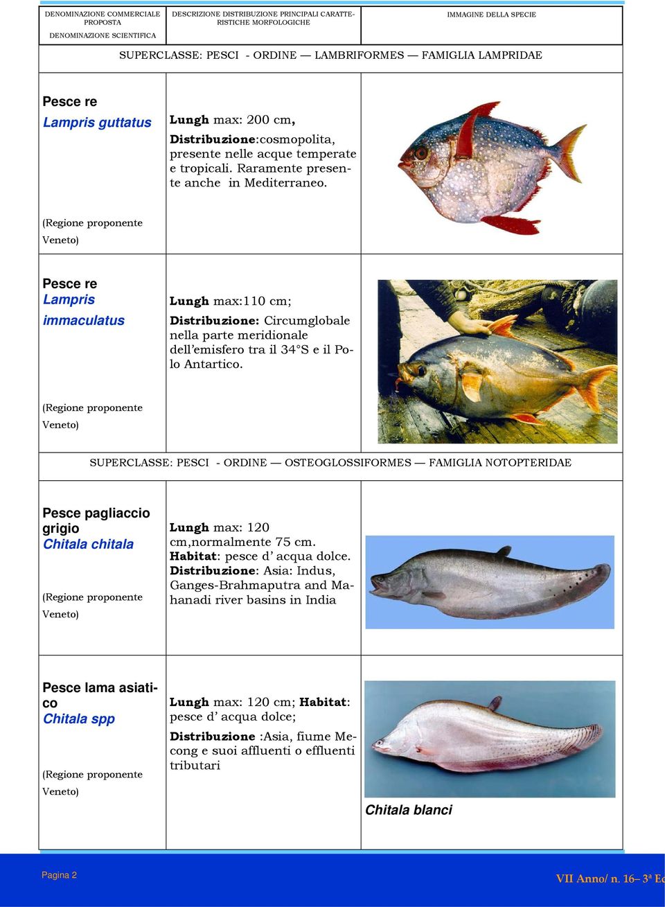 SUPERCLASSE: PESCI - ORDINE OSTEOGLOSSIFORMES FAMIGLIA NOTOPTERIDAE Pesce pagliaccio grigio Chitala chitala Lungh max: 120 cm,normalmente 75 cm. Habitat: pesce d acqua dolce.