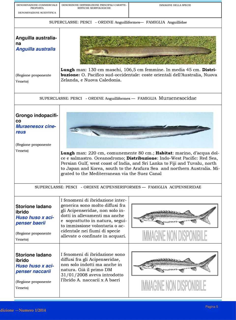 SUPERCLASSE: PESCI - ORDINE Anguilliformes FAMIGLIA Muraenesocidae Grongo indopacifico Muraenesox cinereus Lungh max: 220 cm, comunemente 80 cm.; Habitat: marino, d acqua dolce e salmastro.