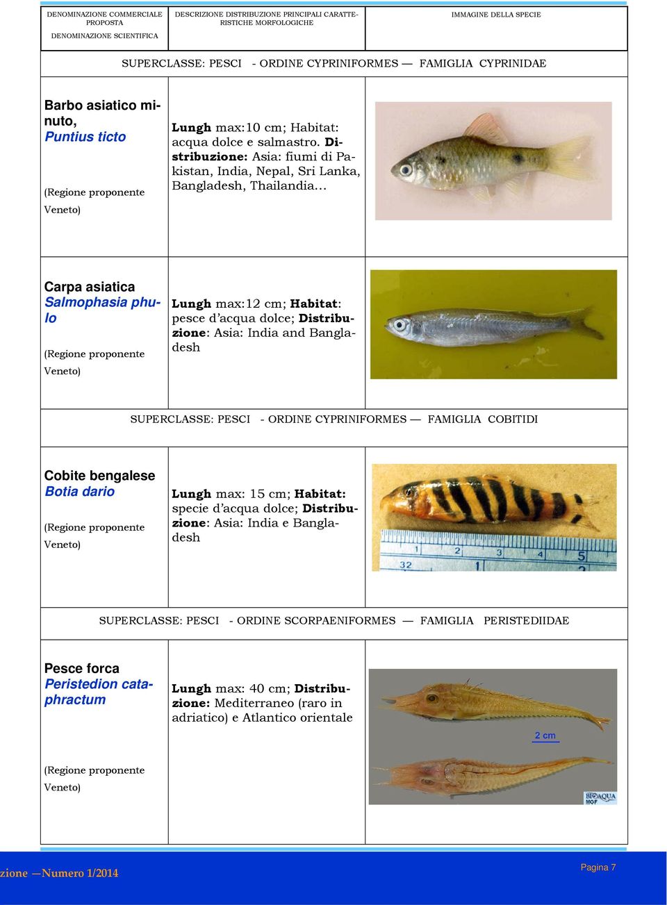 and Bangladesh SUPERCLASSE: PESCI - ORDINE CYPRINIFORMES FAMIGLIA COBITIDI Cobite bengalese Botia dario Lungh max: 15 cm; Habitat: specie d acqua dolce; Distribuzione: Asia: India e Bangladesh