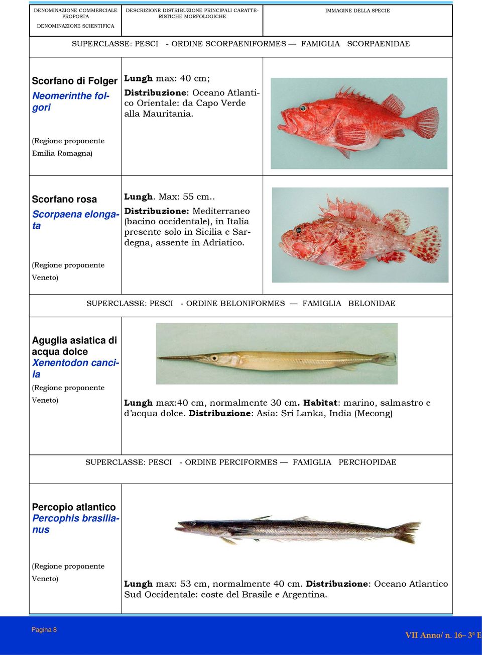 SUPERCLASSE: PESCI - ORDINE BELONIFORMES FAMIGLIA BELONIDAE Aguglia asiatica di acqua dolce Xenentodon cancila Lungh max:40 cm, normalmente 30 cm. Habitat: marino, salmastro e d acqua dolce.