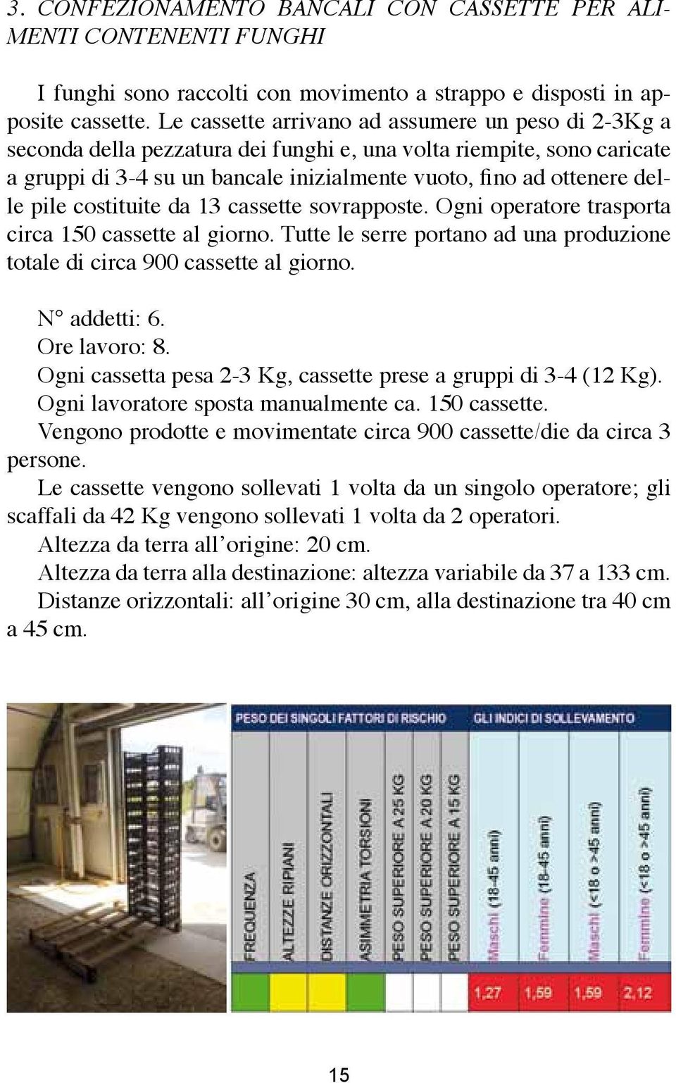 pile costituite da 13 cassette sovrapposte. Ogni operatore trasporta circa 150 cassette al giorno. Tutte le serre portano ad una produzione totale di circa 900 cassette al giorno. N addetti: 6.