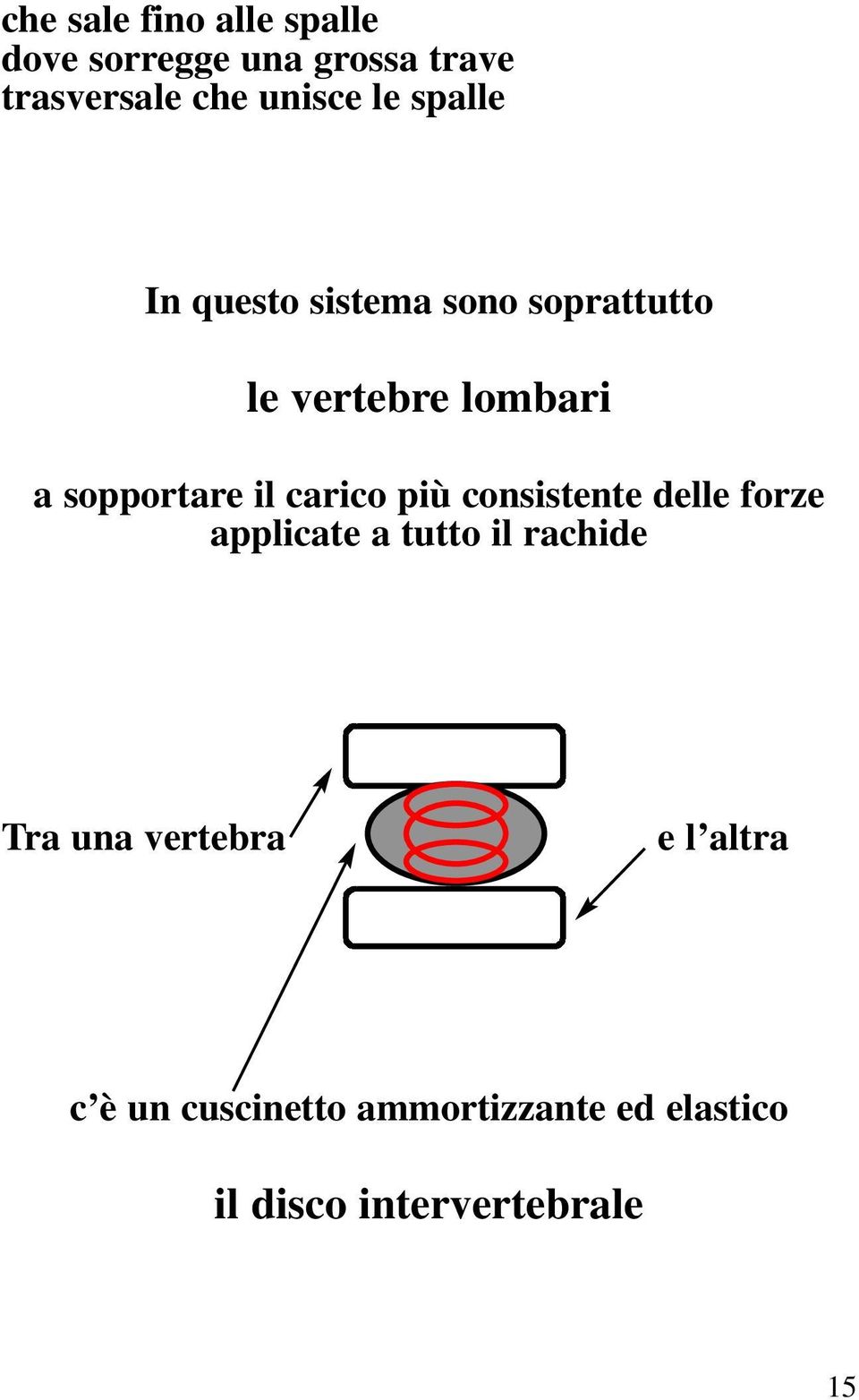 carico più consistente delle forze applicate a tutto il rachide Tra una vertebra