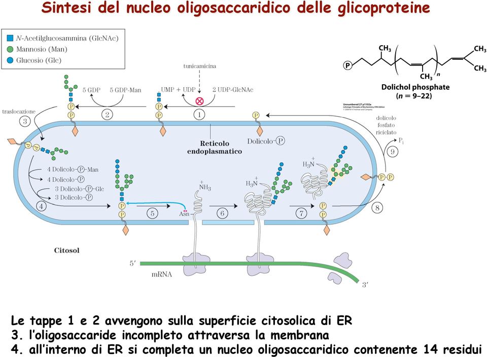 l oligosaccaride incompleto attraversa la membrana 4.