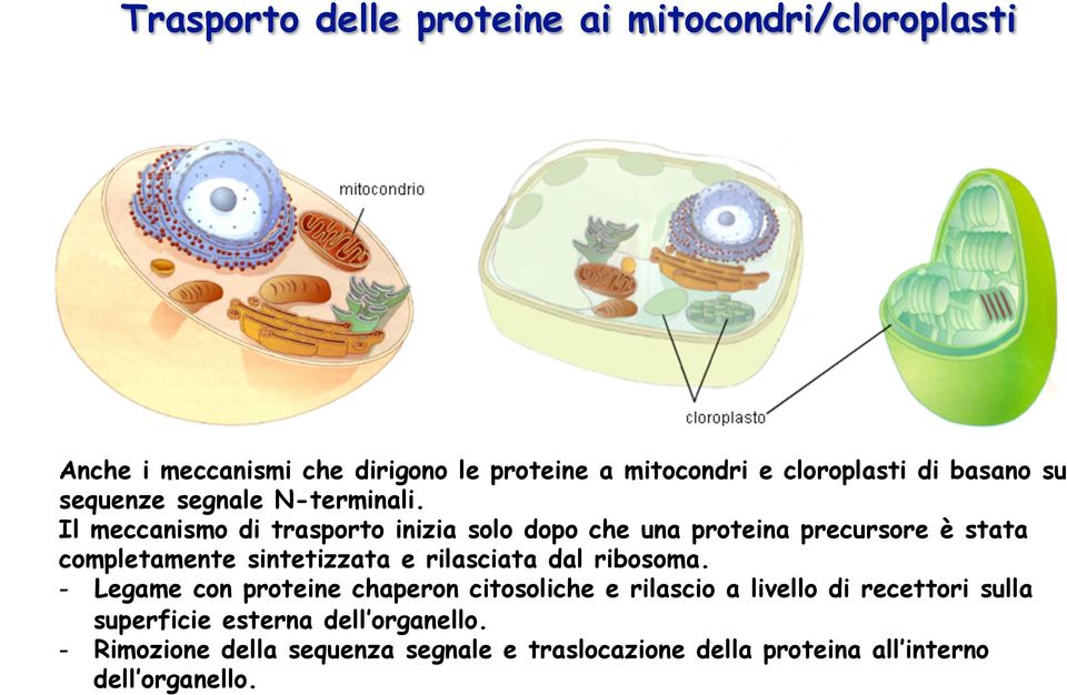 Il meccanismo di trasporto inizia solo dopo che una proteina precursore è stata completamente sintetizzata e rilasciata dal