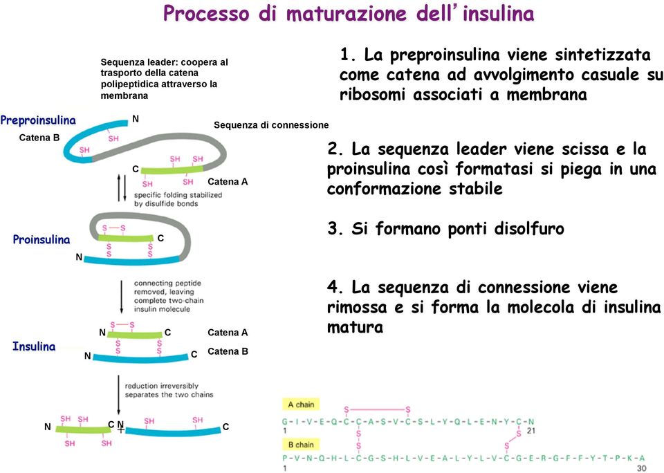 di connessione Catena A 2.