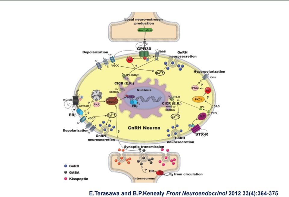 Neuroendocrinol