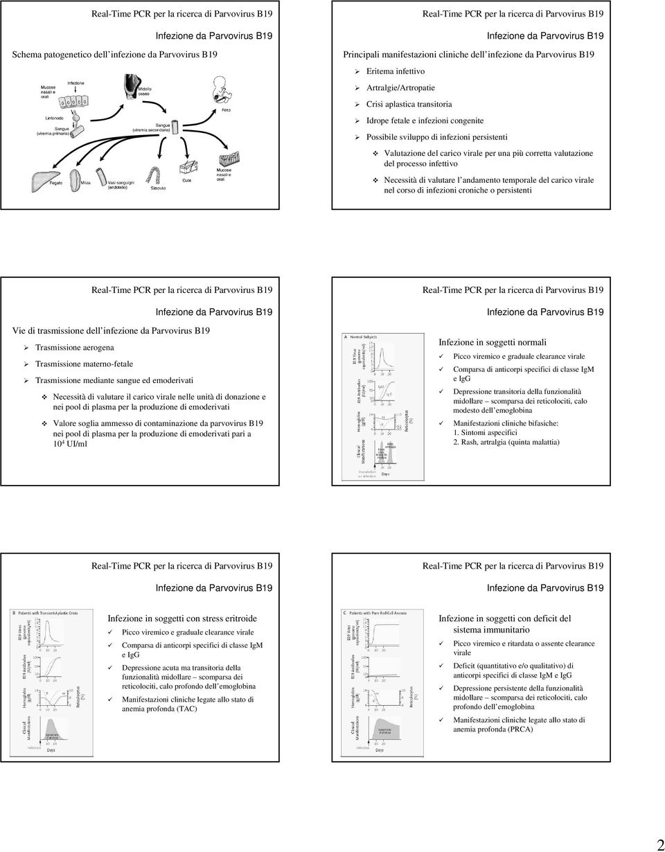 temporale del carico virale nel corso di infezioni croniche o persistenti Vie di trasmissione dell infezione da Parvovirus B19 Trasmissione aerogena Trasmissione materno-fetale Trasmissione mediante