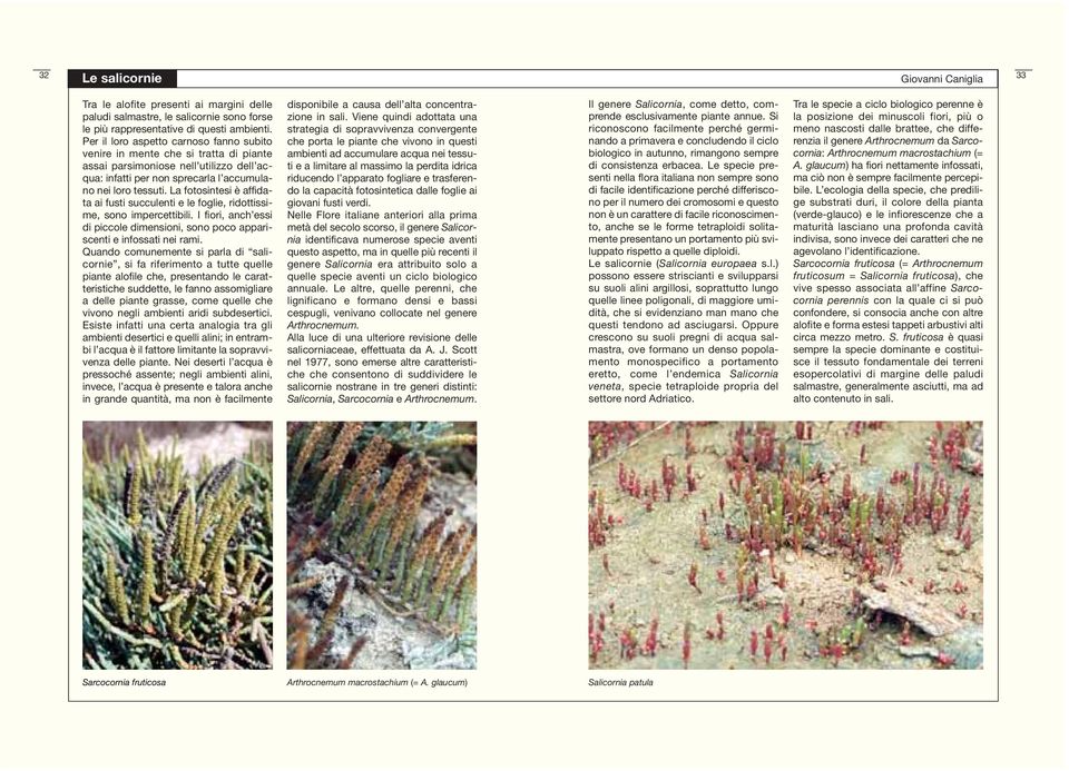 La fotosintesi è affidata ai fusti succulenti e le foglie, ridottissime, sono impercettibili. I fiori, anch essi di piccole dimensioni, sono poco appariscenti e infossati nei rami.