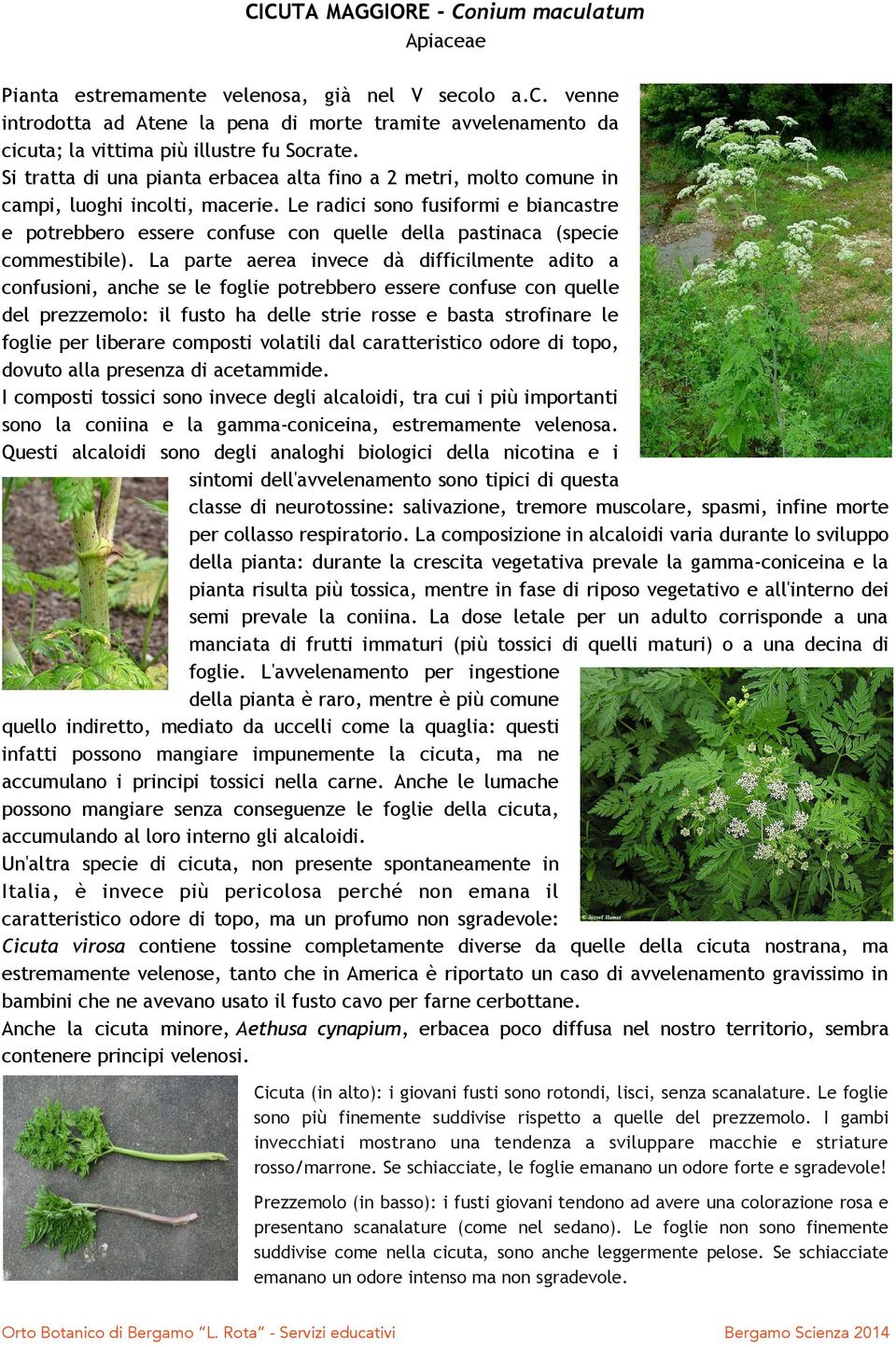 Le radici sono fusiformi e biancastre e potrebbero essere confuse con quelle della pastinaca (specie commestibile).