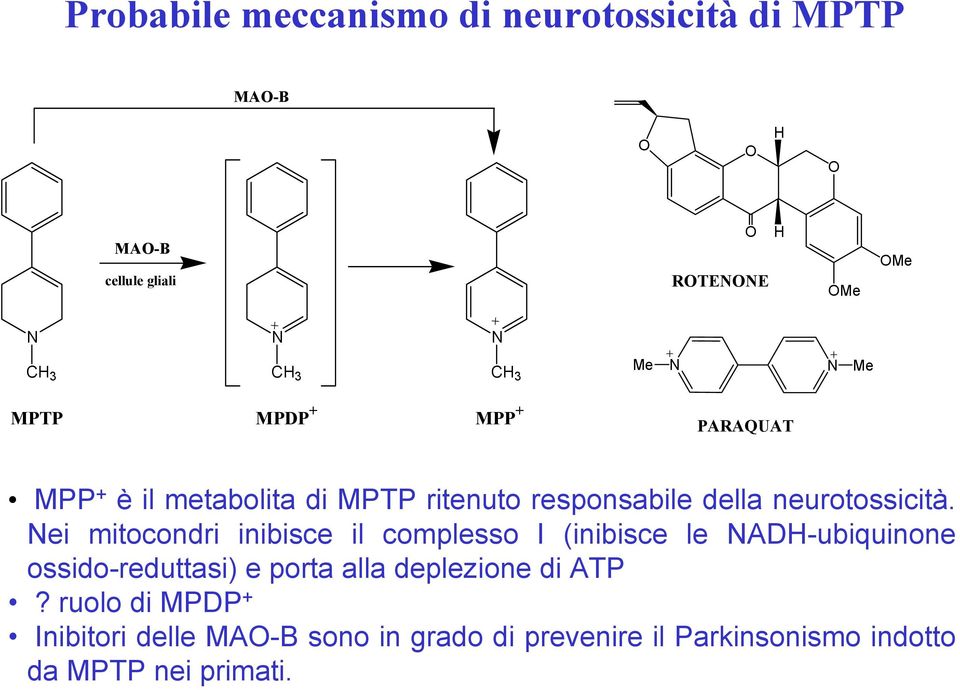 ei mitocondri inibisce il complesso I (inibisce le AD-ubiquinone ossido-reduttasi) e porta alla deplezione di